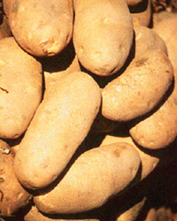 Особенно много крахмала в клубнях картофеля, а также в семенах бобовых и злаков